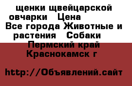 щенки щвейцарской овчарки › Цена ­ 15 000 - Все города Животные и растения » Собаки   . Пермский край,Краснокамск г.